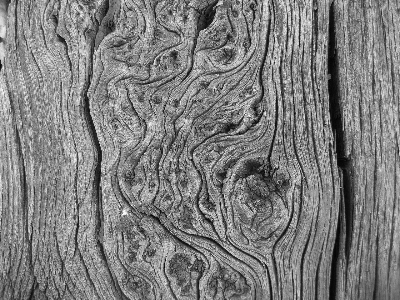 Альфа текстура дерева - 59 фото