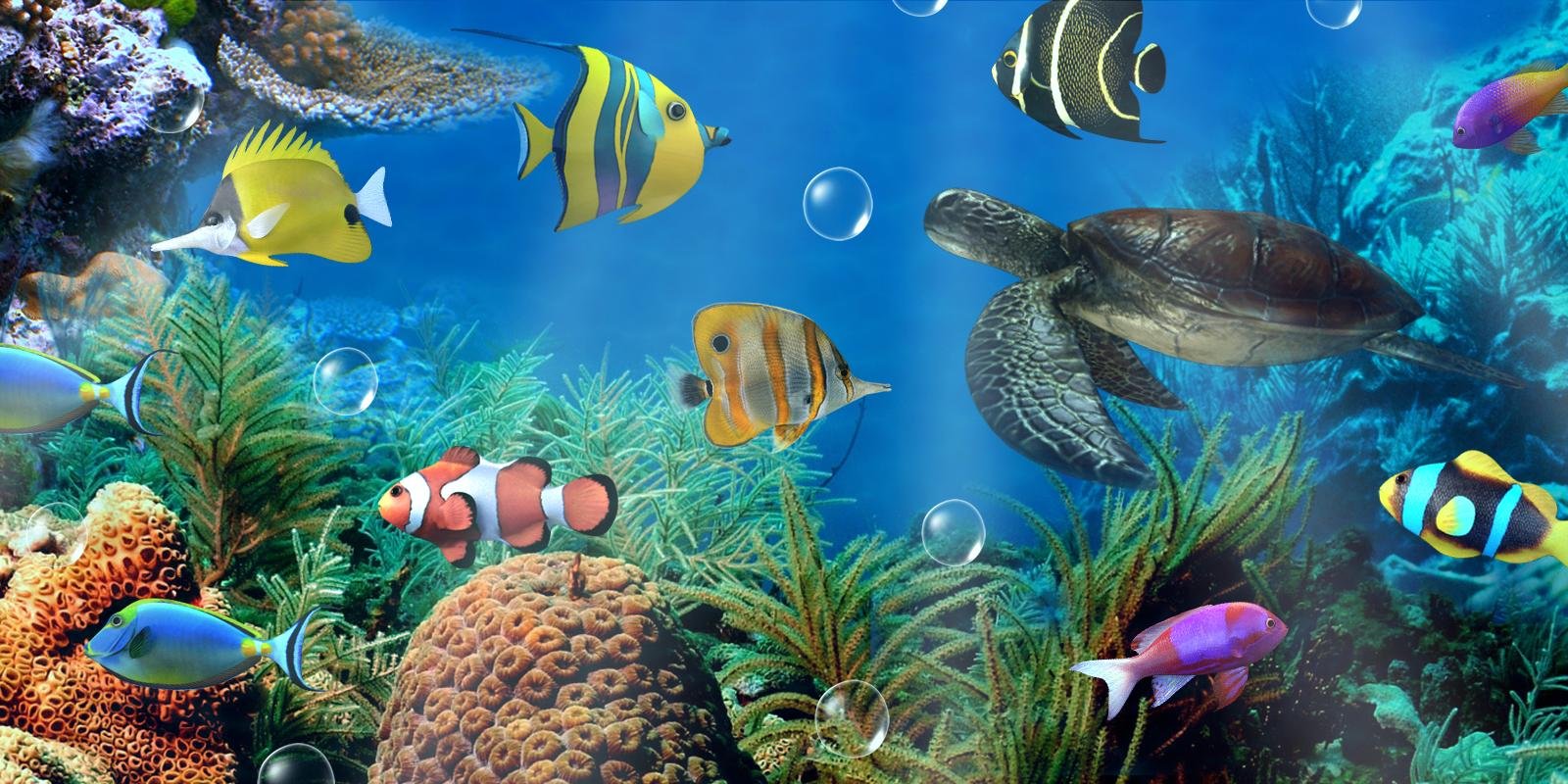 Живые плавающие обои. Рыбки для аквариума. Подводный мир аквариум. Живой аквариум. Заставка рыбки плавают.