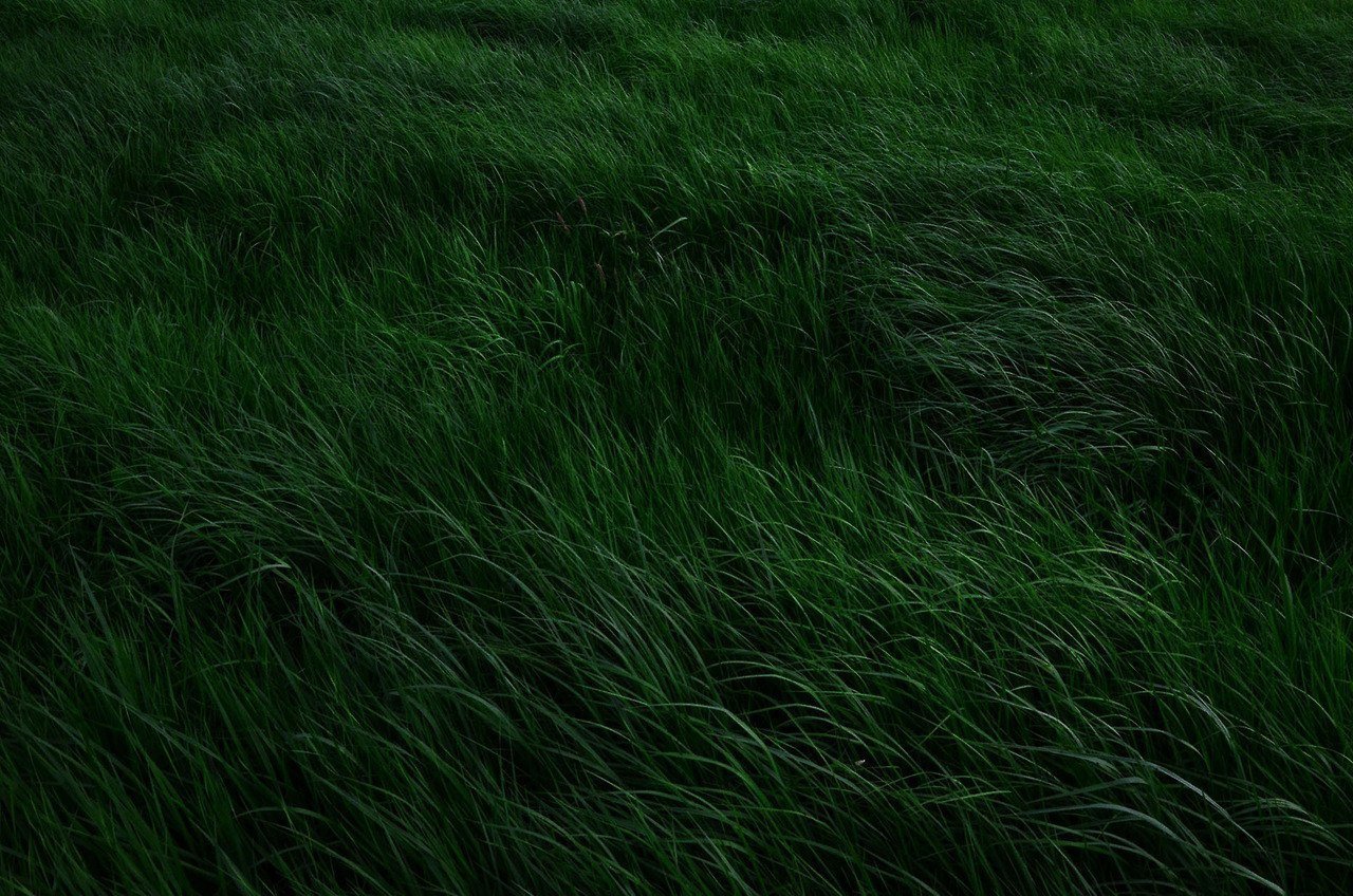 Темная трава текстура
