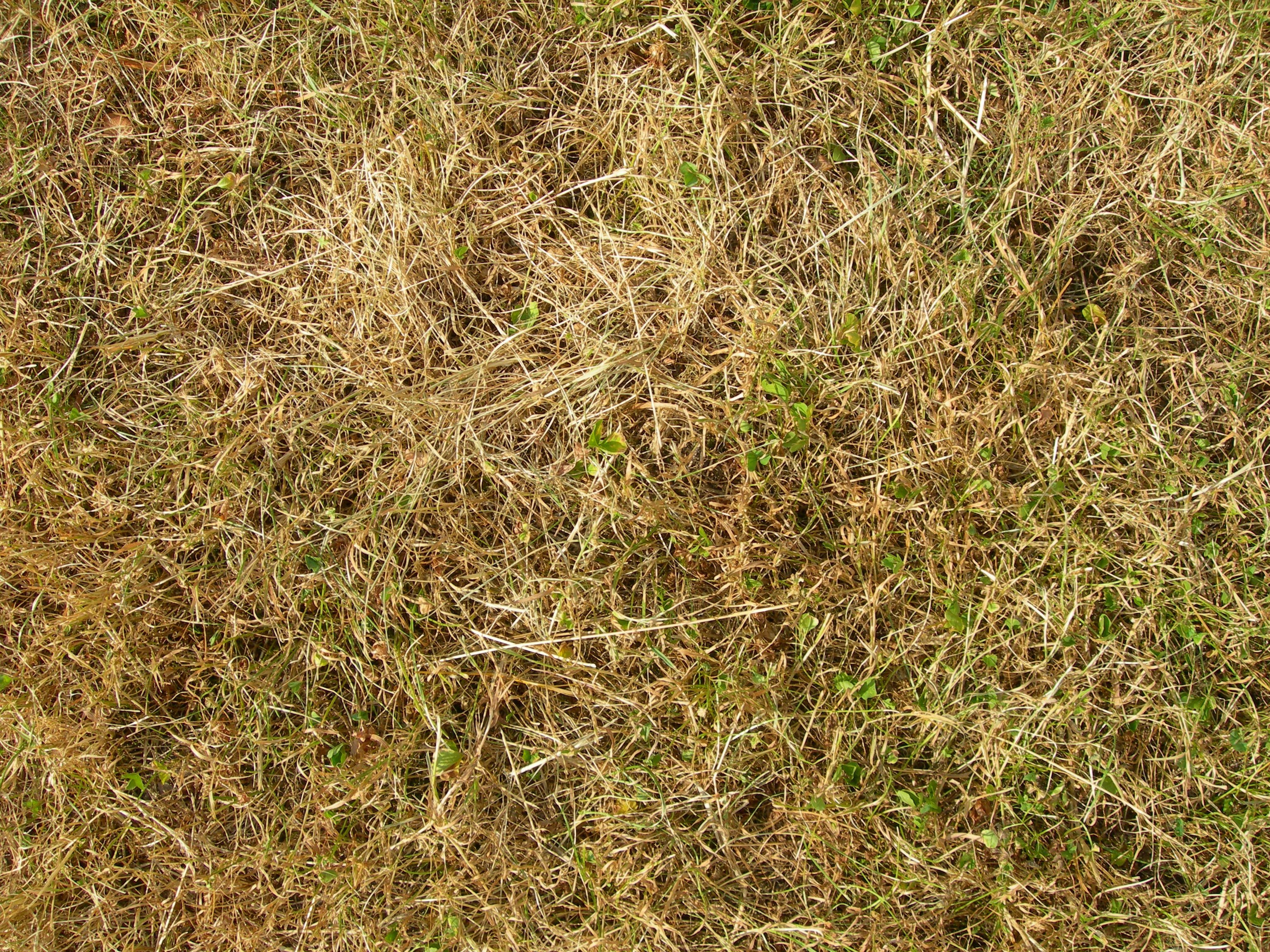 Сухая трава текстура - 45 фото