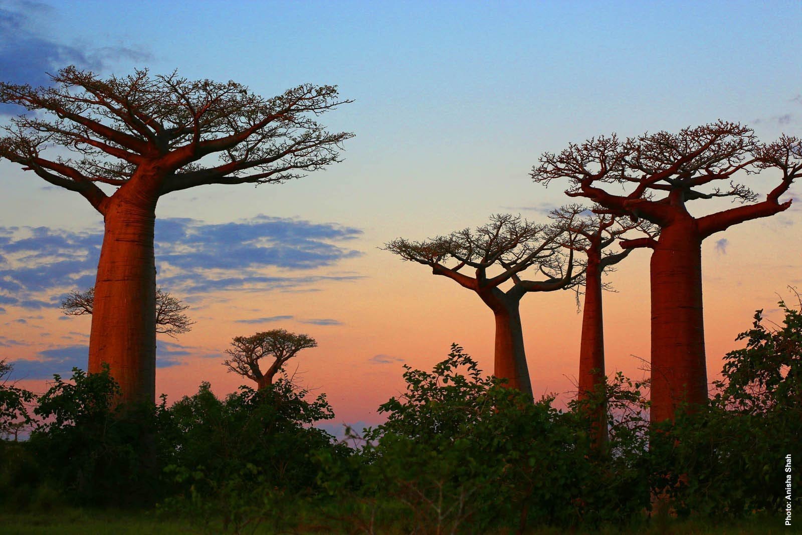 Ба баб. Баобаб в саванне Африки. Баобаб дерево. Баобаб (Adansonia digitata). Растения Танзании баобаб.