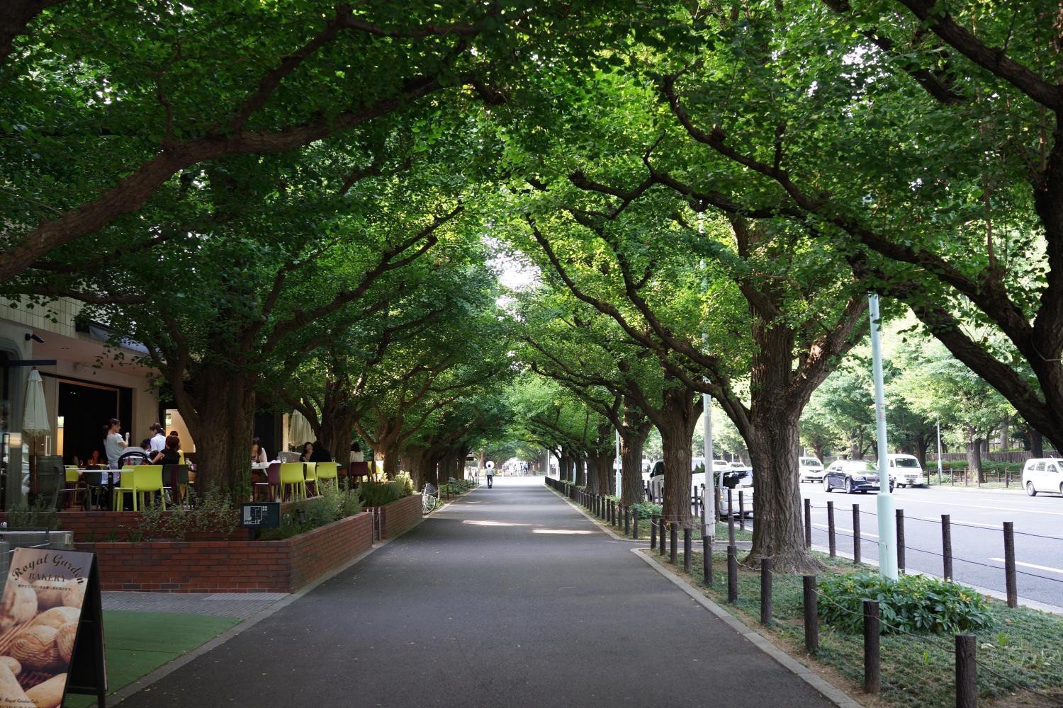 Street trees. Meiji Jingu Park. Улица с деревьями. Городская улица с деревьями. Деревья в городе.