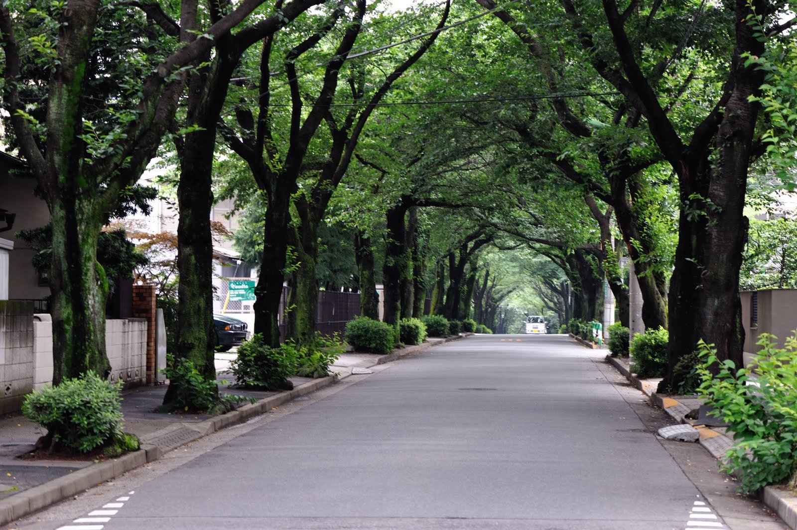 Street trees. Улица с деревьями. Озеленение дорог. Улица деревья город. Известные улицы с деревьями.
