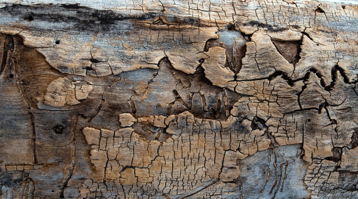 Фактурное дерево