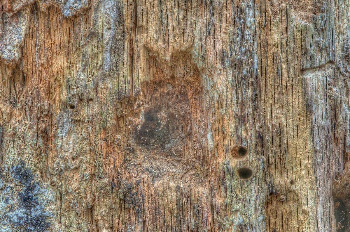 Гнилое дерево текстура