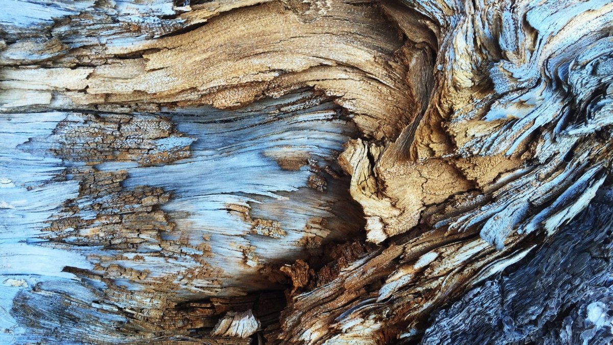 Текстура гнилого дерева