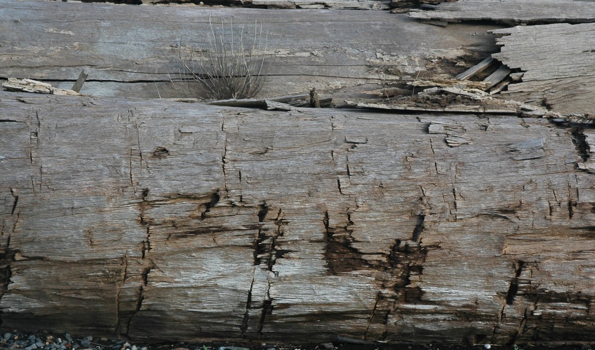 Цвет старого дерева