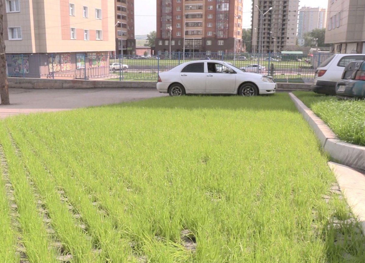 Зеленая экопарковка