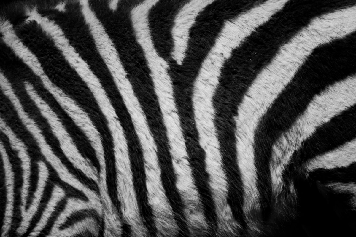 Зебра паттерн
