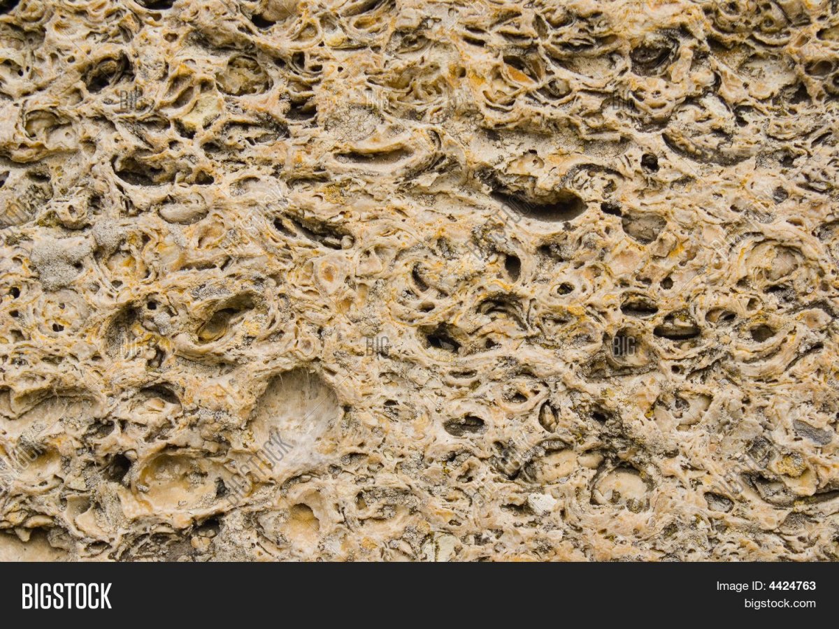 Ракушечник Горная порода