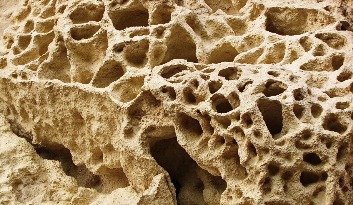 Известняк ракушечник структура