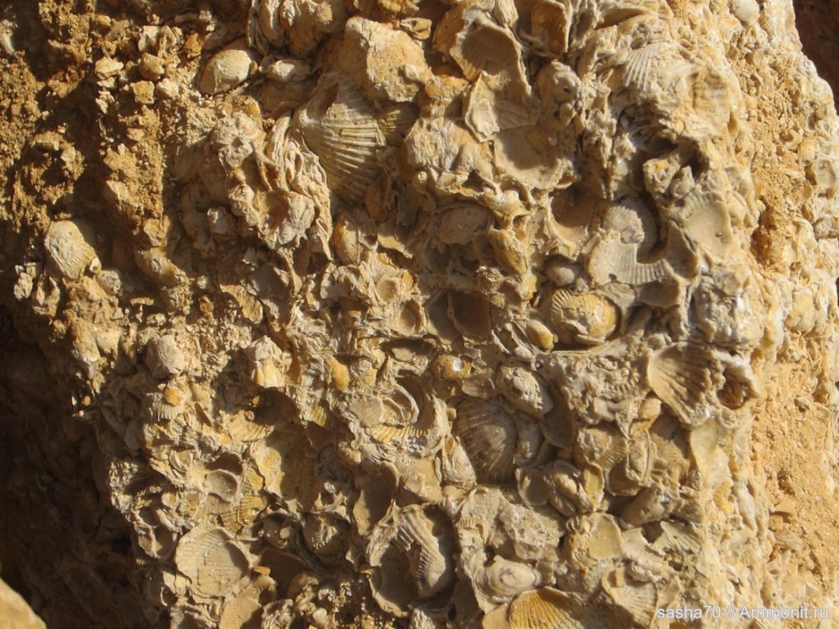 Текстура известняка ракушечника