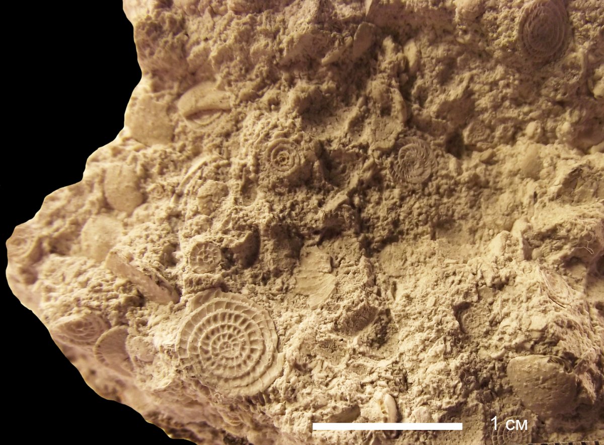 Доломит строматолитовый