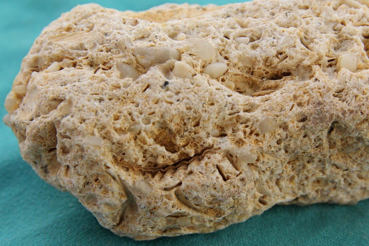 Ракушечник текстура