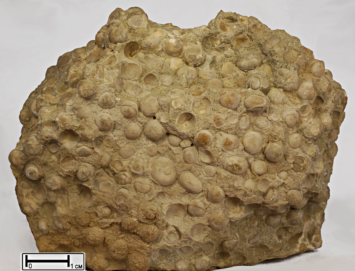 Известняк осадочная Горная порода