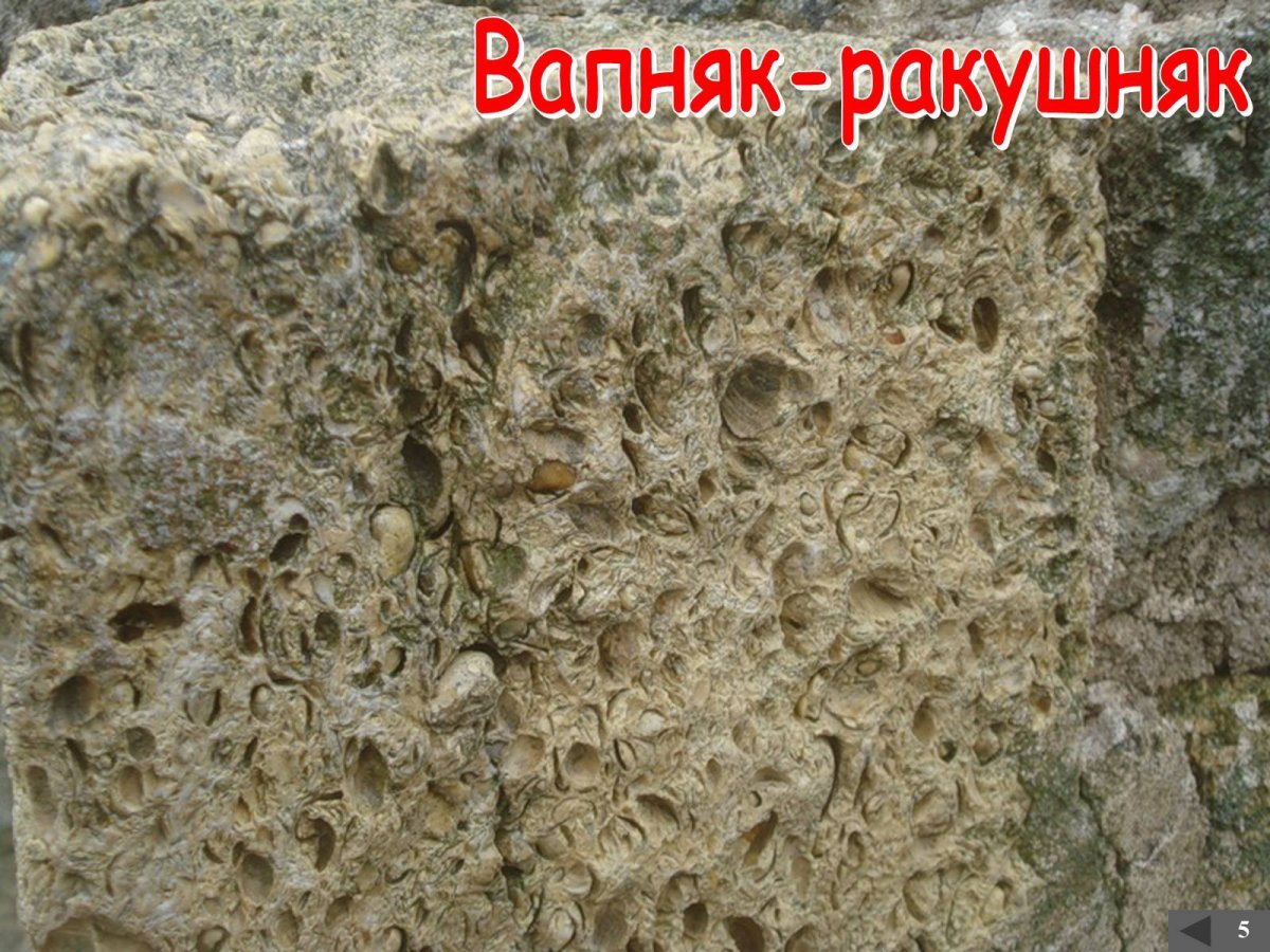 Ракушечник Горная порода