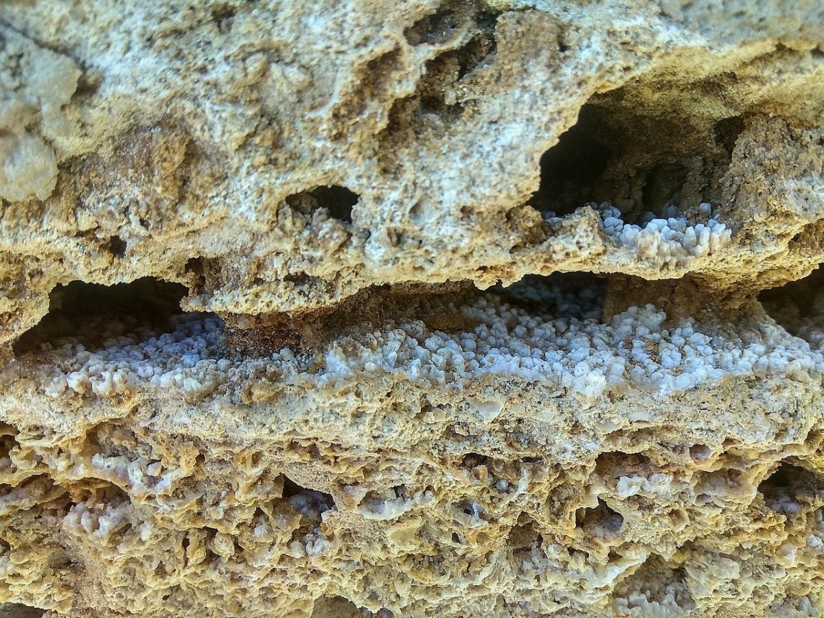 Известняк ракушечник Горная порода