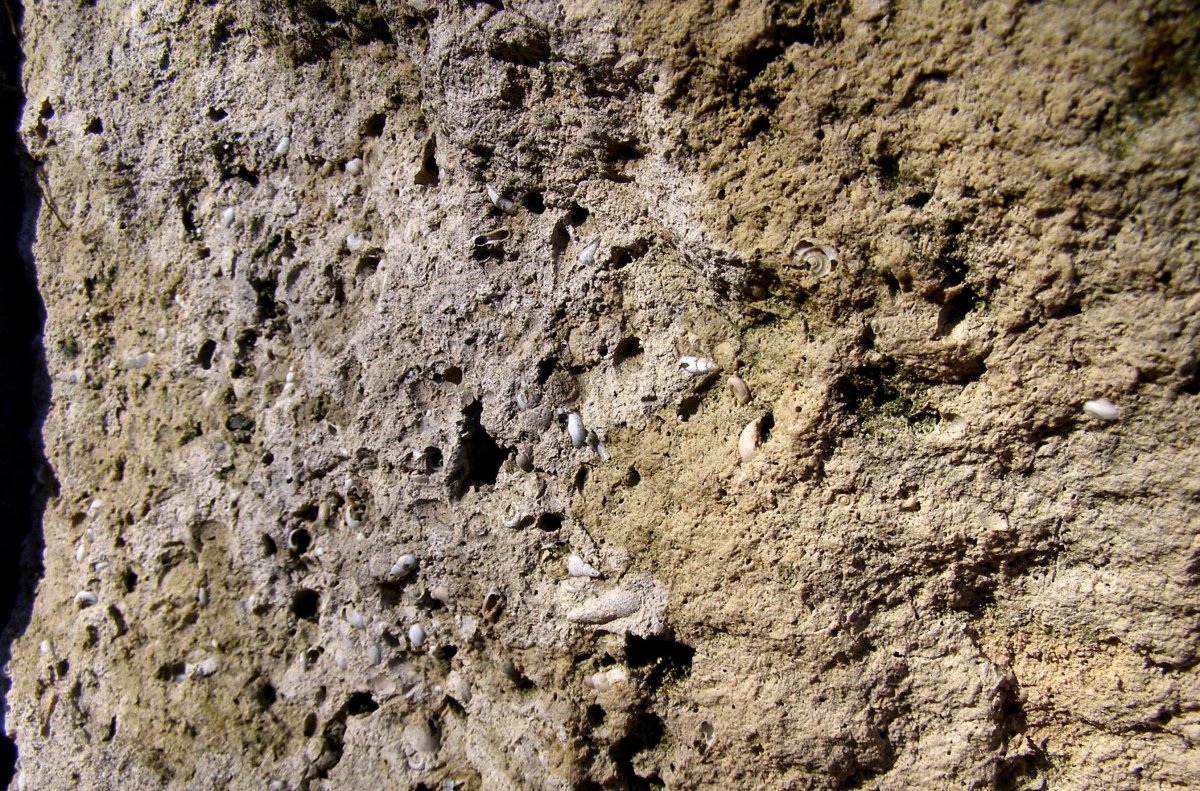 Нуммулитовый известняк