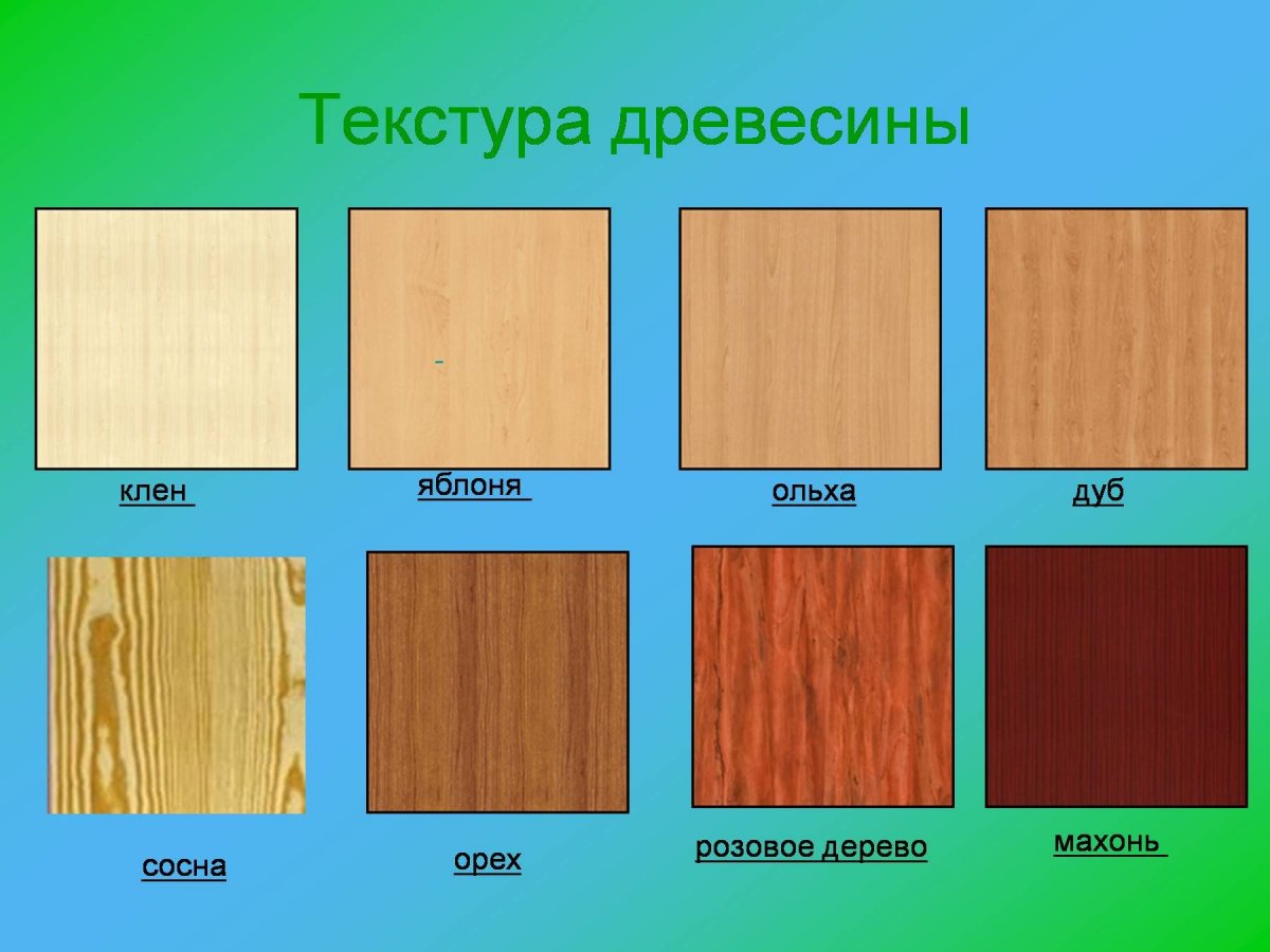 Ясень структура древесины