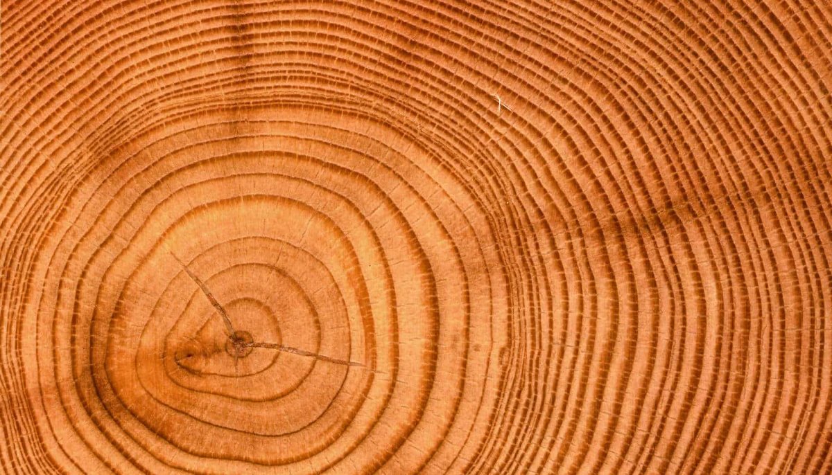 Текстура древесины