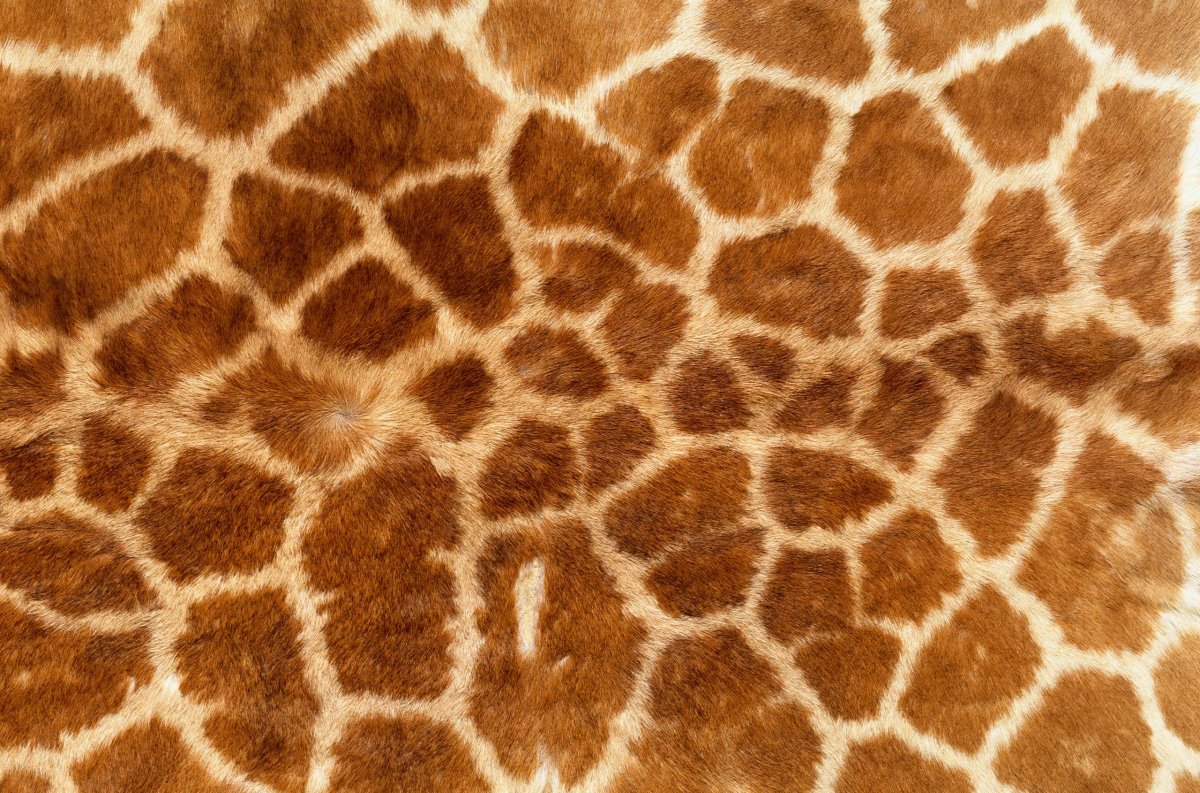 Текстура жирафа