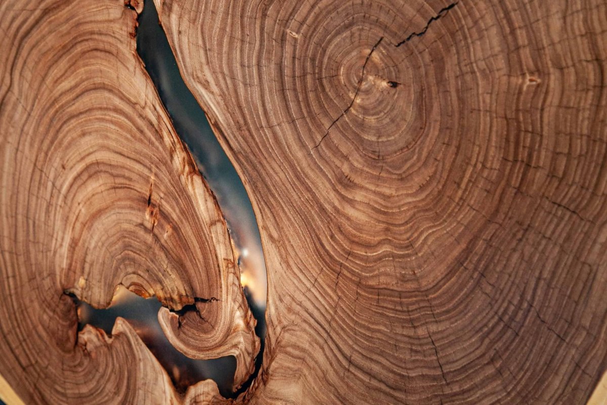 Вяз текстура древесины