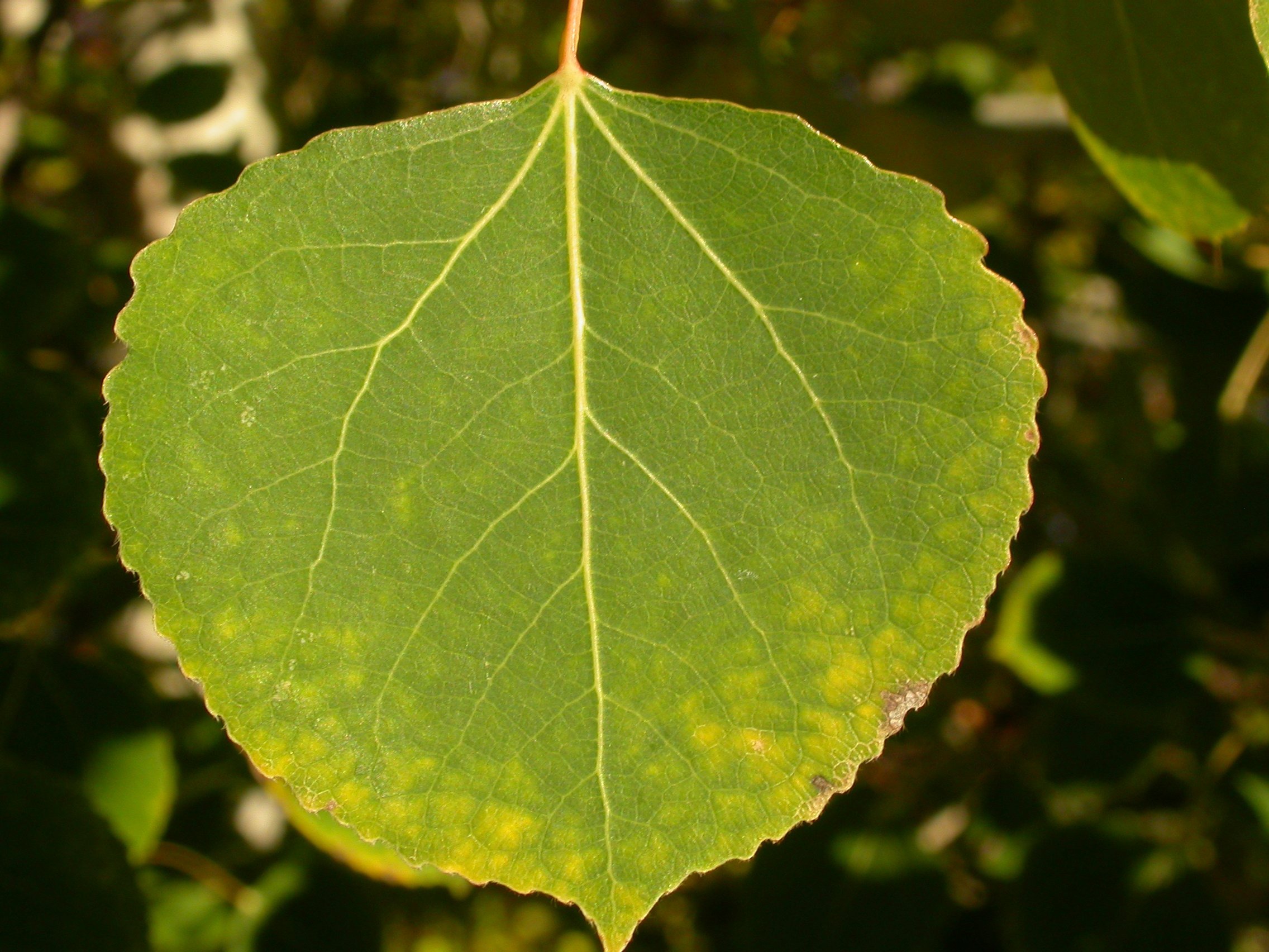Почему осиновые листья дрожат. Осина (Populus tremula). Популюс тремулоидес. Populus tremuloides лист. Тополь дрожащий (Populus tremia).