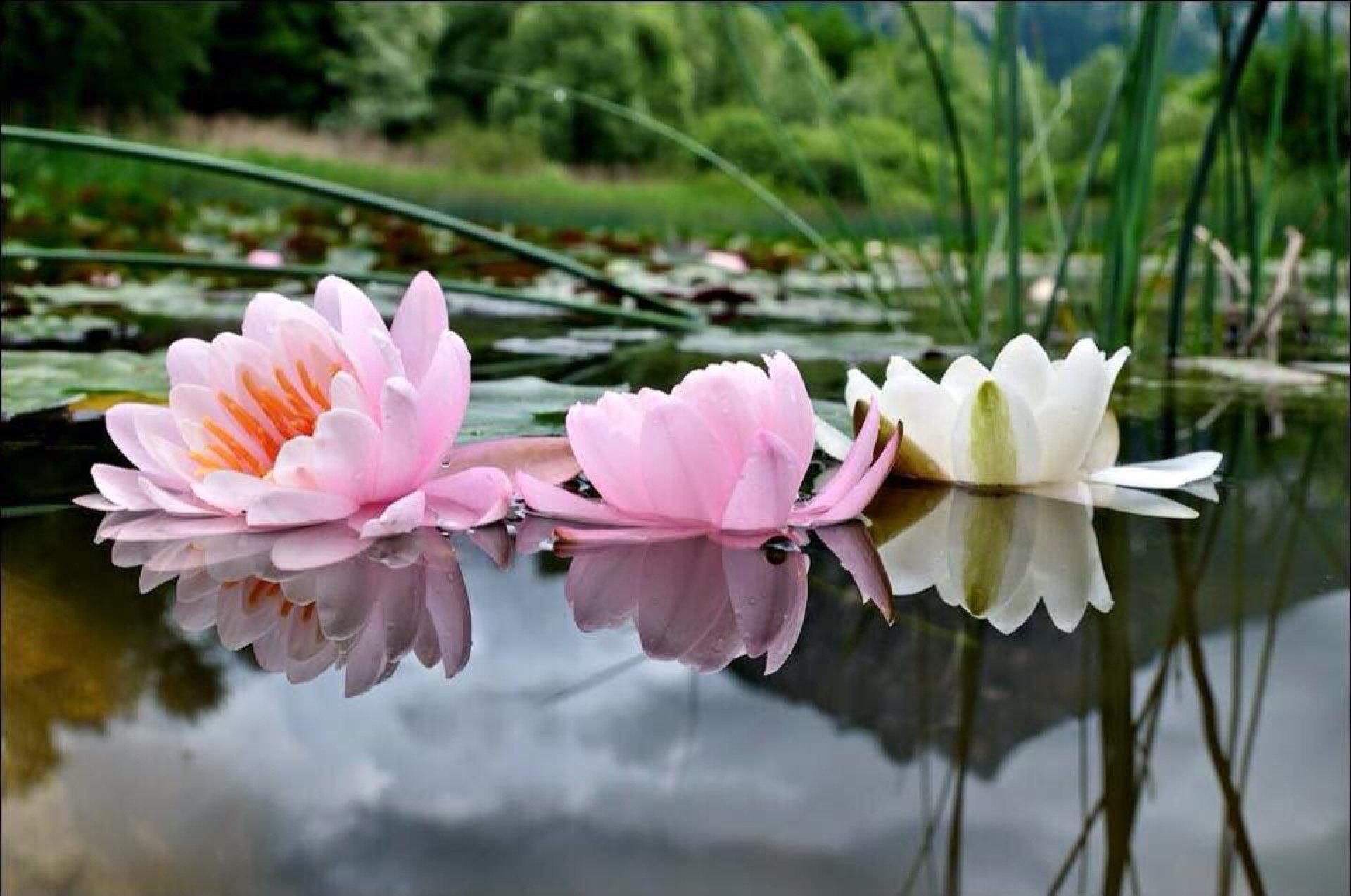 Вода цветы красиво. Кувшинка Лилия Лотос. Нильский Лотос. Кувшинки Лотос цветы лотоса. Лотос Япония.