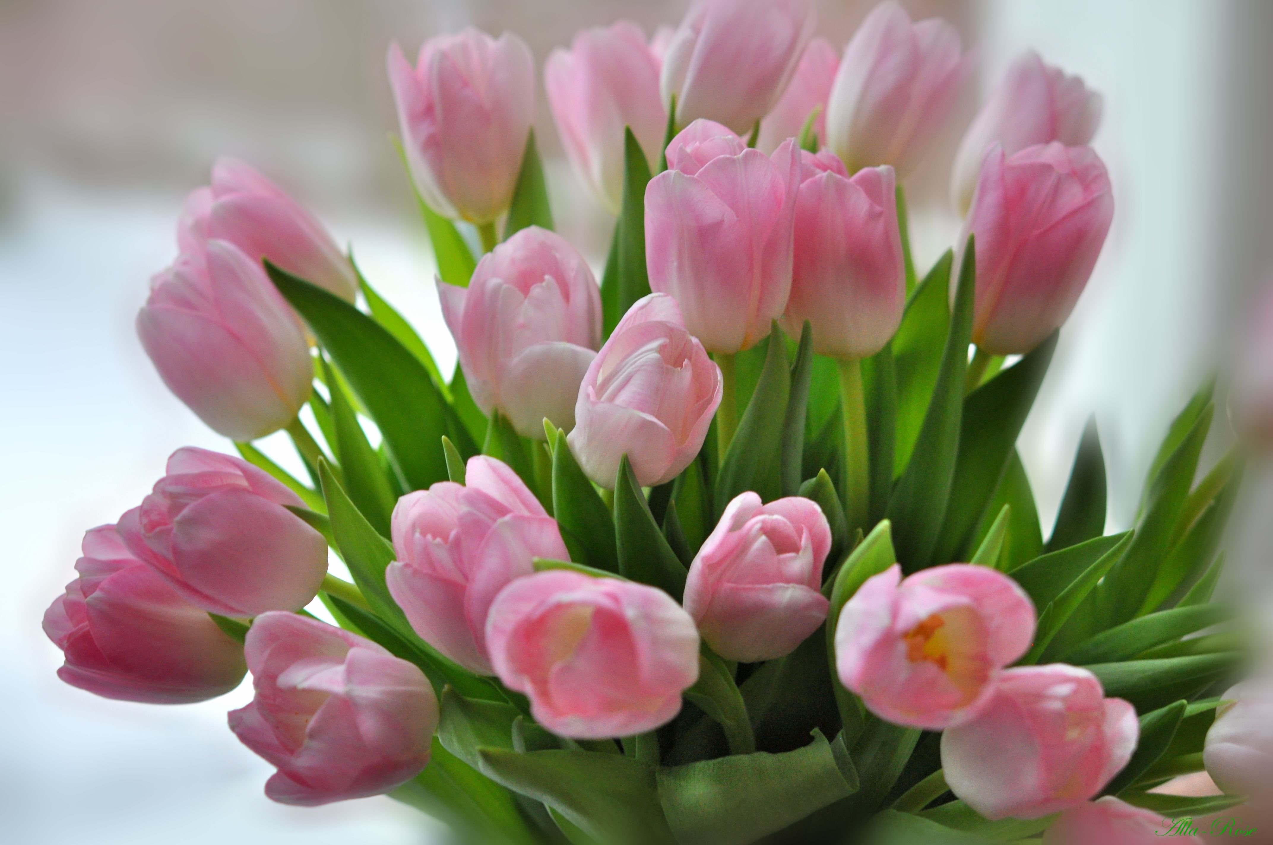 Букет весенних цветов открытка. Тюльпан Пинк Сноуи. Букет тюльпанов. Розовые тюльпаны. Нежные тюльпаны.
