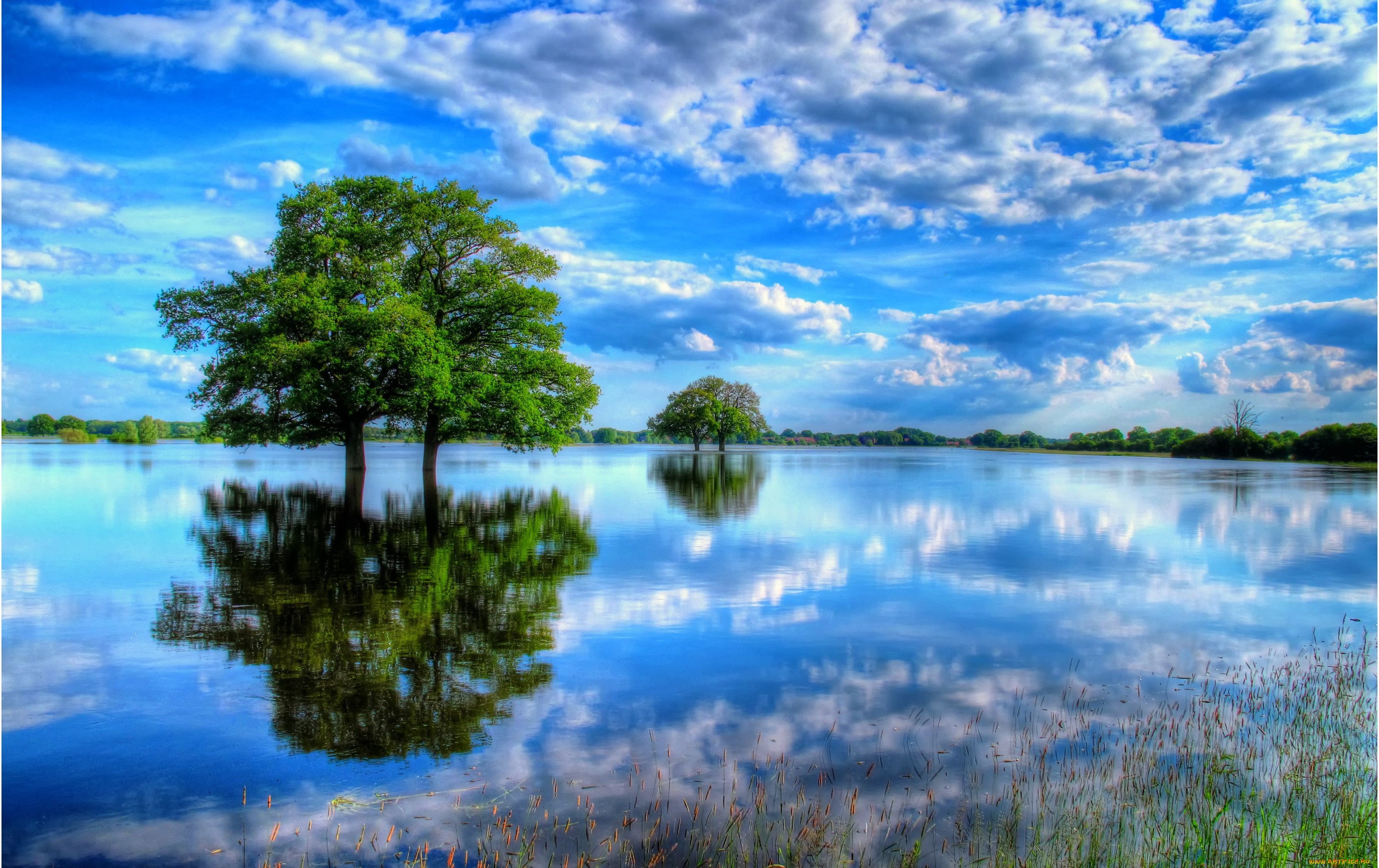 Тема реки и озера. Дерево над водой. Река небо. Отражение в воде. Отражение природы в воде.