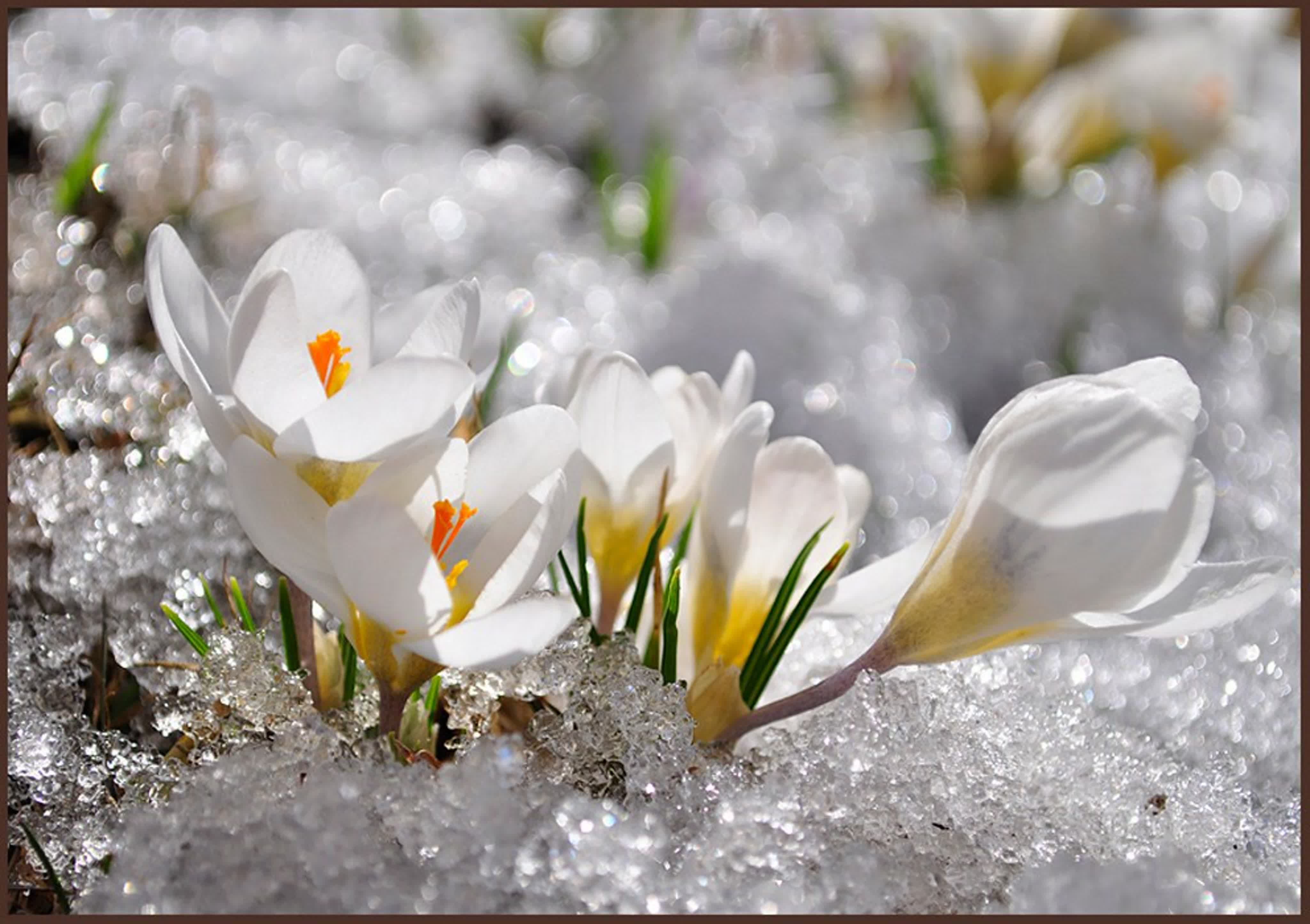 Весенний снежок. Весенние цветы. Весенняя природа. Нежные весенние цветы.