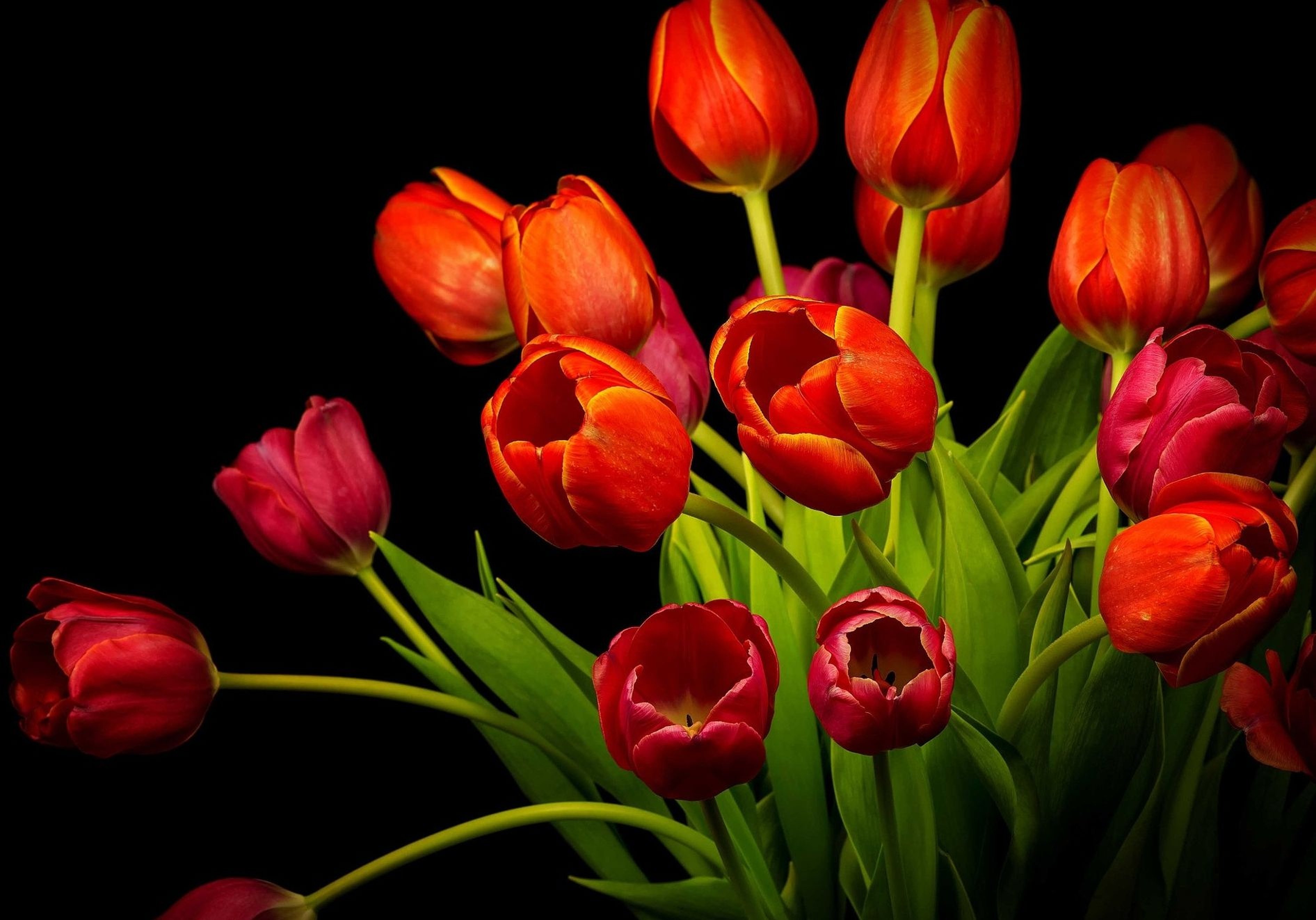 Тюльпаны на рабочий стол телефона. Тюльпан Red Bouquet. Красные тюльпаны. Красивые тюльпаны. Тюльпаны на черном фоне.