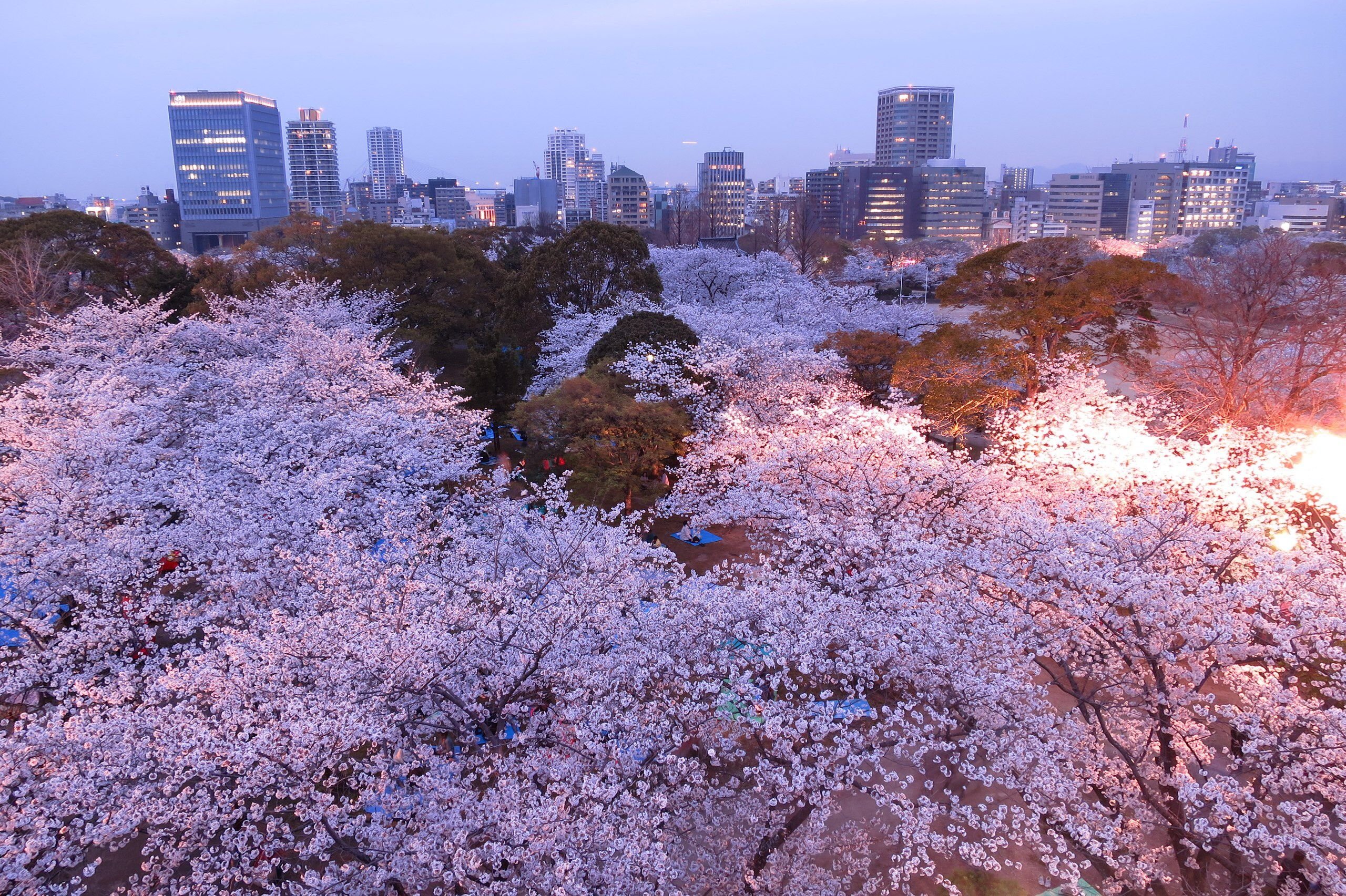 Japanese blossom