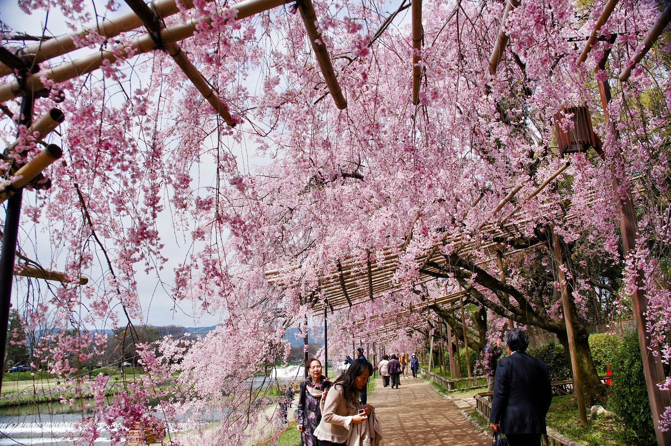 Сакура цветет дней. Киотский Ботанический сад в Японии. Киотский Ботанический сад (Kyoto Botanical Garden). Парк Оиши Япония. Парк Сакуры в Киото.