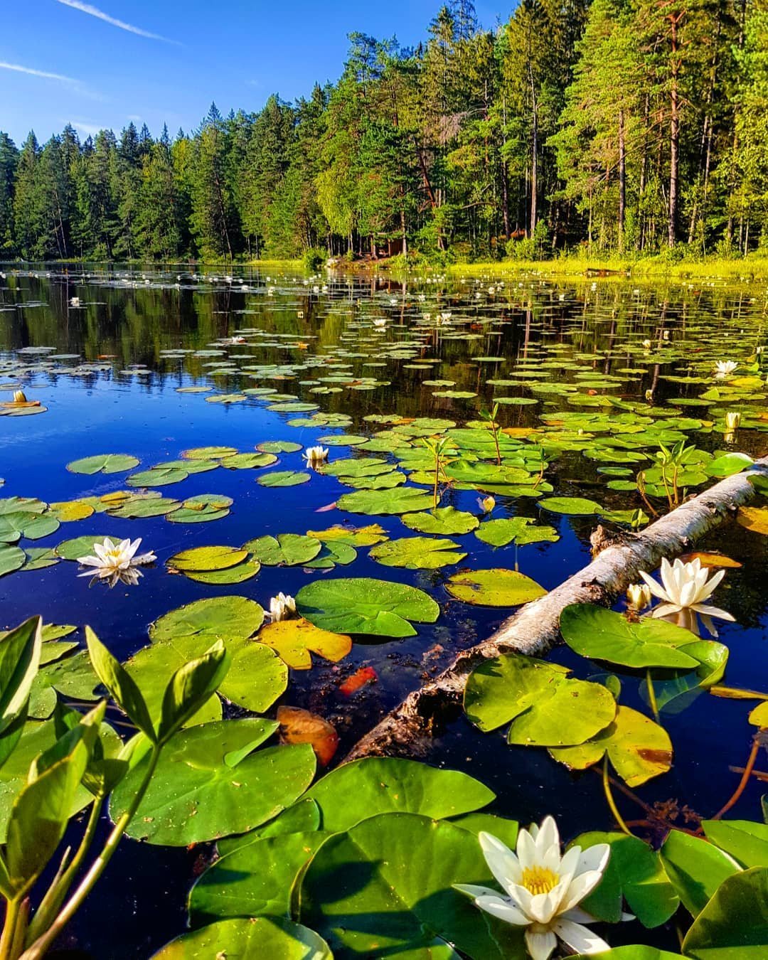 Озером называется природный водоем который. Озеро Линево кувшинки. Озеро Балтым кувшинки. Тиберкуль кувшинки. Озеро Селигер кувшинки.