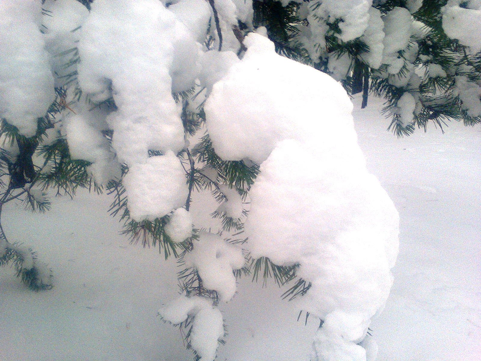Почему снег пушистый. Пушистый снег. Фото пушистых снежков. Разбивать ногами пушистый снег. Яркий сугроб контраст.