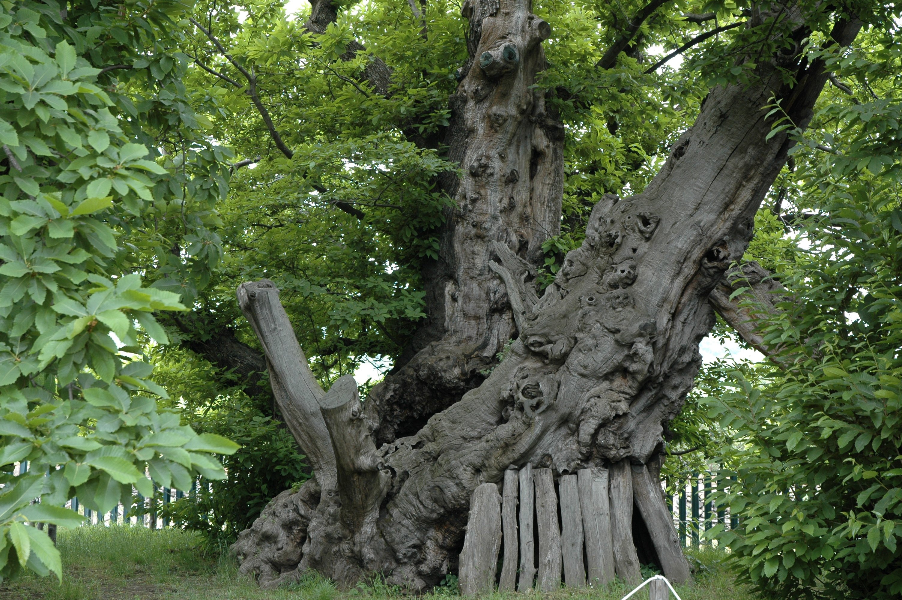 Мир древних деревьев