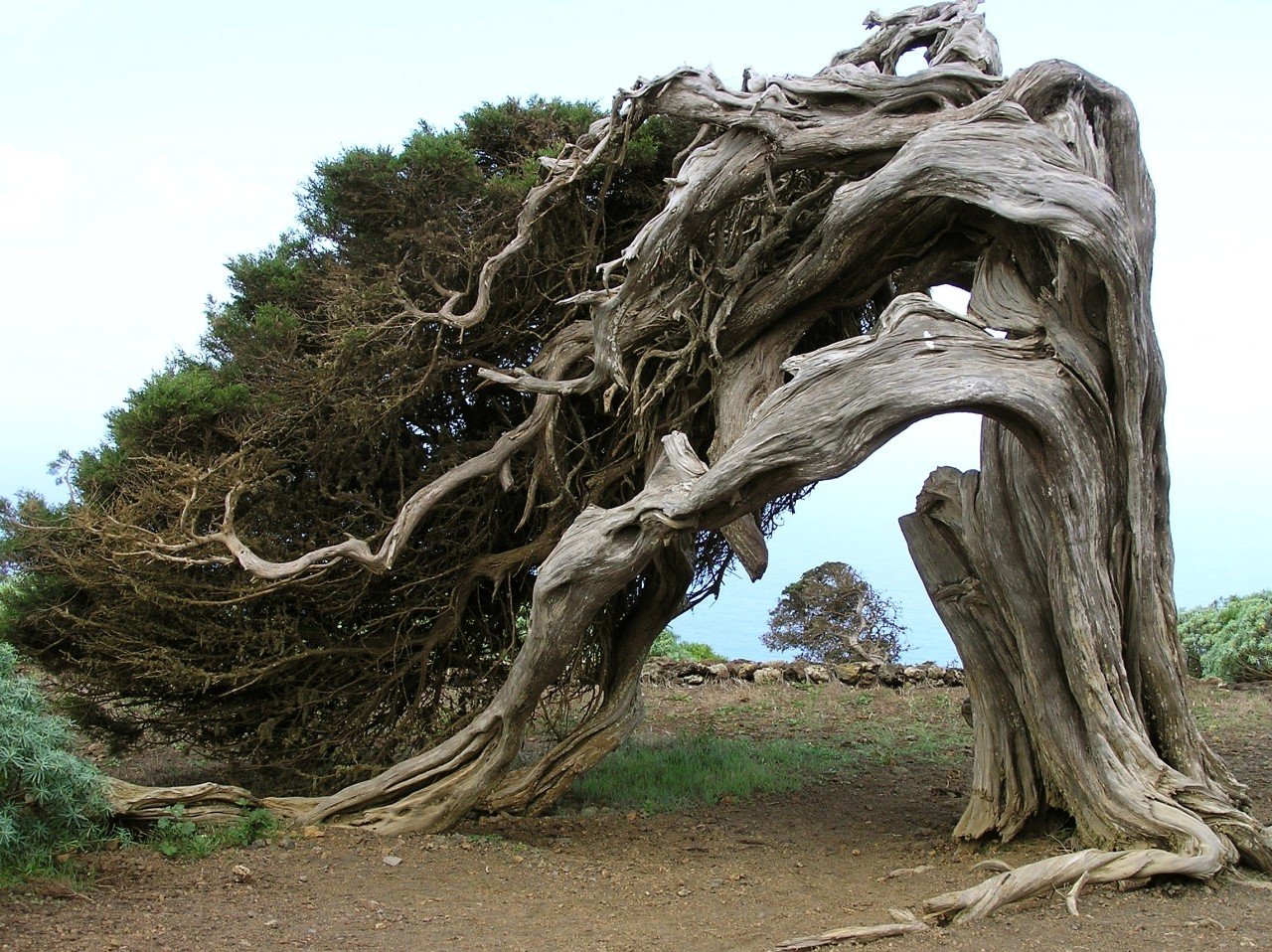 Огромный корень дерева. Дерево Хагуэй Куба. Эль Иерро деревья. Дерево Утун. Дерево Утун Геншин.