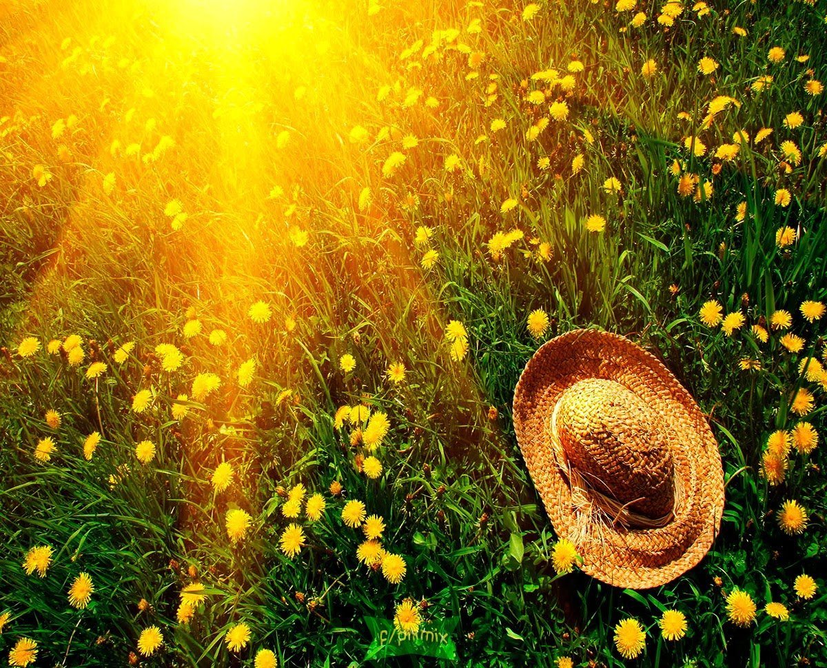 Весенние теплые яркие солнца. Солнечное лето. Солнечный цветок. Утро солнце. Цветы в солнечных лучах.