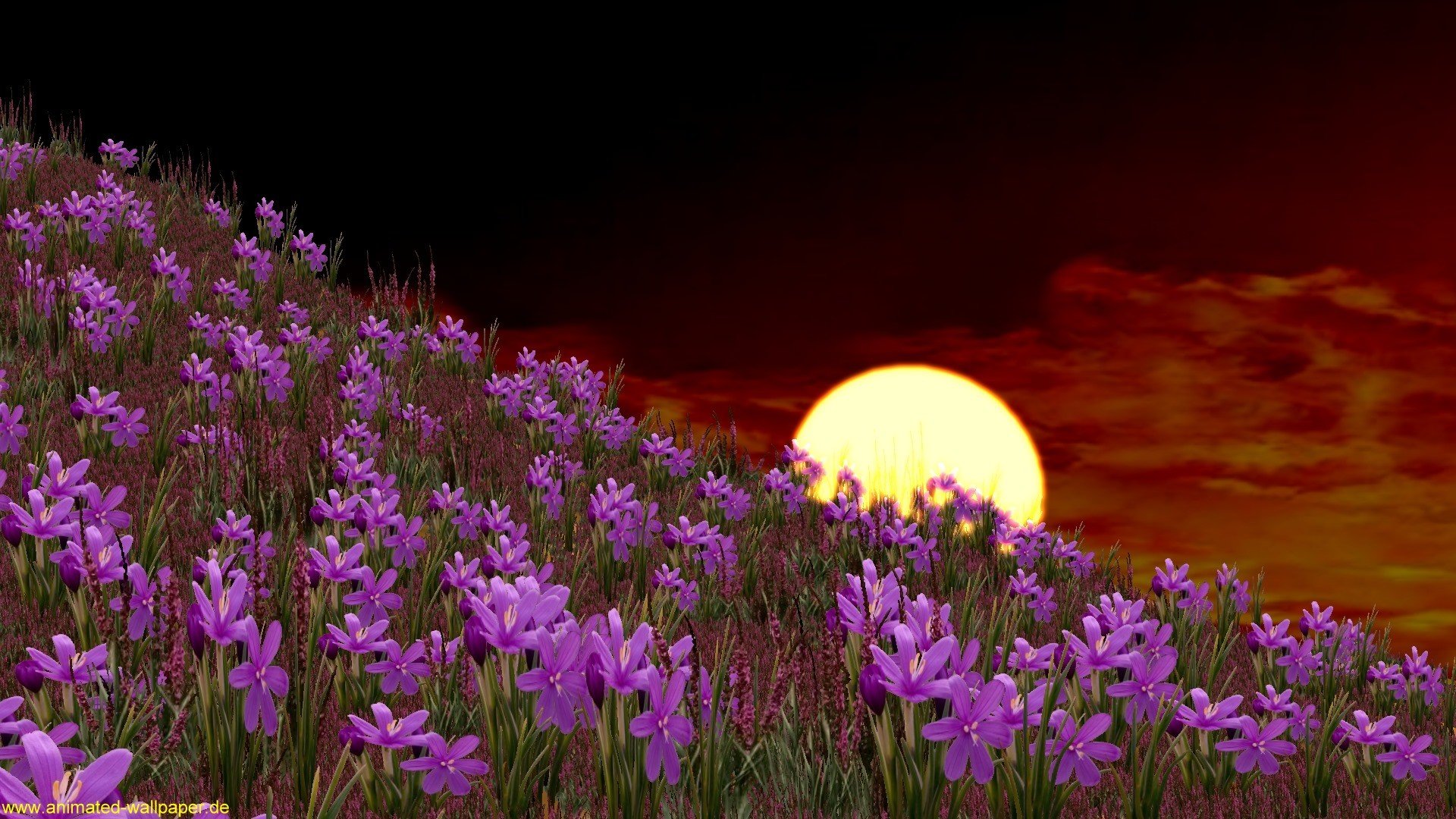 Картинка добрый вечер весенняя природа. Полевые цветы ночью. Весенние цветы ночью. Ночной цветок. Полевые цветы вечером.