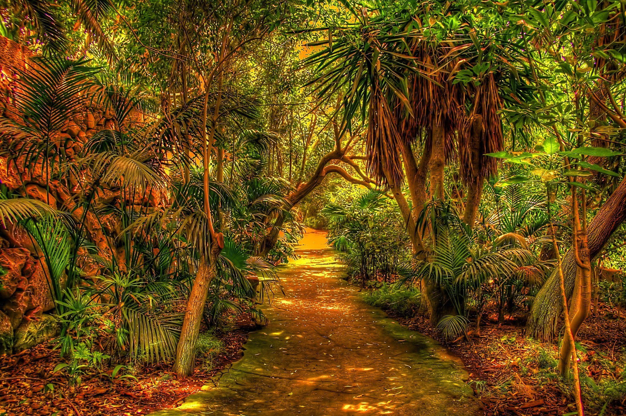 Jungle download. Тропические джунгли Индии. Тропические леса тропической Африки. Пальмы тропических лесов Африки.
