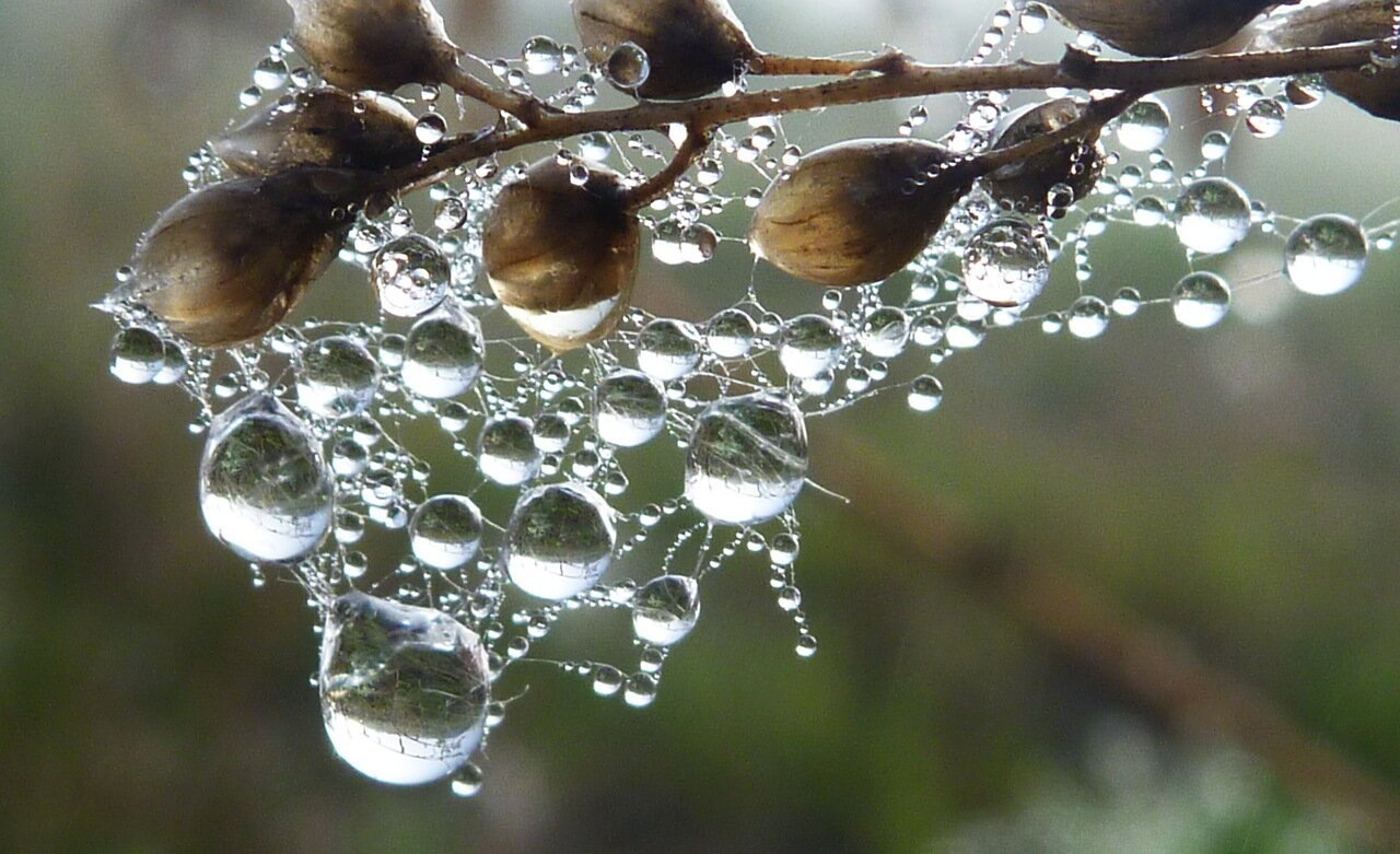 Дерево в капле воды. Медвяная роса. Весенняя капель. Капли дождя на дереве.