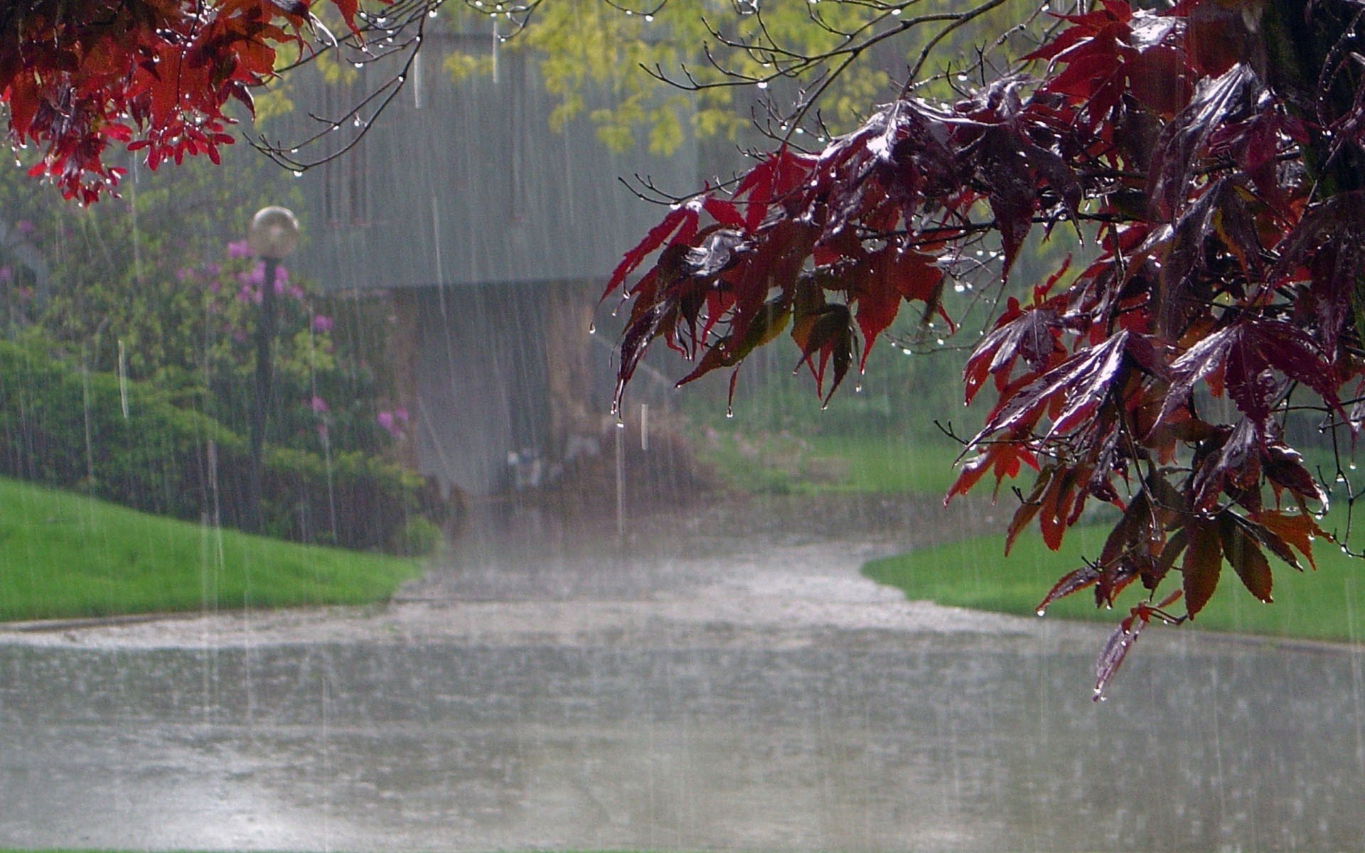 Тема дождливая погода. Осень дождь. Дождливая природа. Дождь фото. Природа дождь.