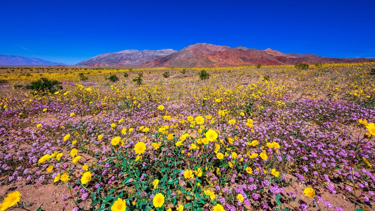 Цветущая пустыня 58 фото