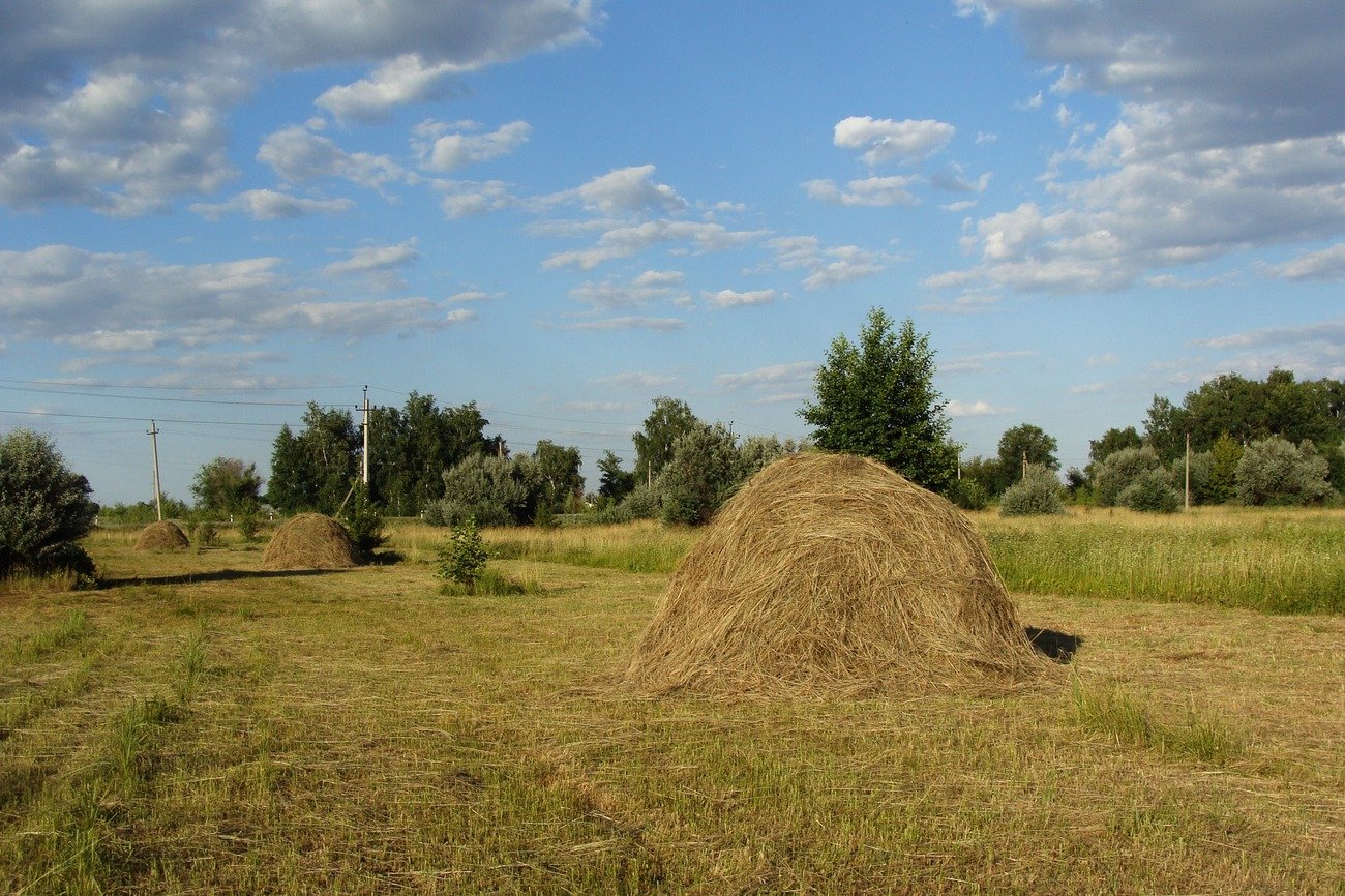 Косил сено стог сена. Лето в деревне сенокос. Деревня поле сенокос. Деревня поле сенокос речка. Июль сенокос деревня.