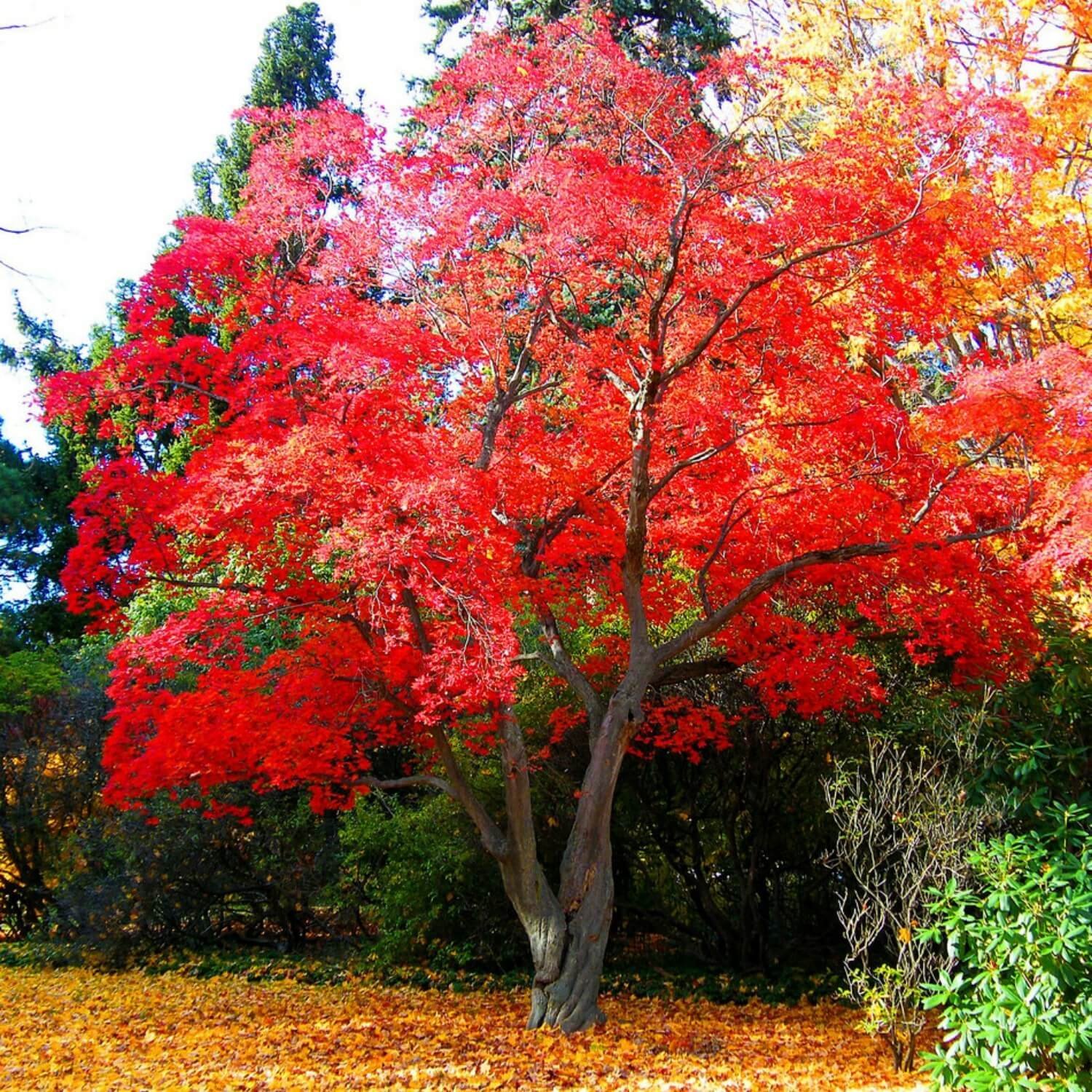 Красивое красное дерево. Клен канадский дерево. Acer rubrum (клен красный) 'Red Sunset'. Клен канадский красный. Клен канадский ред Сансет.