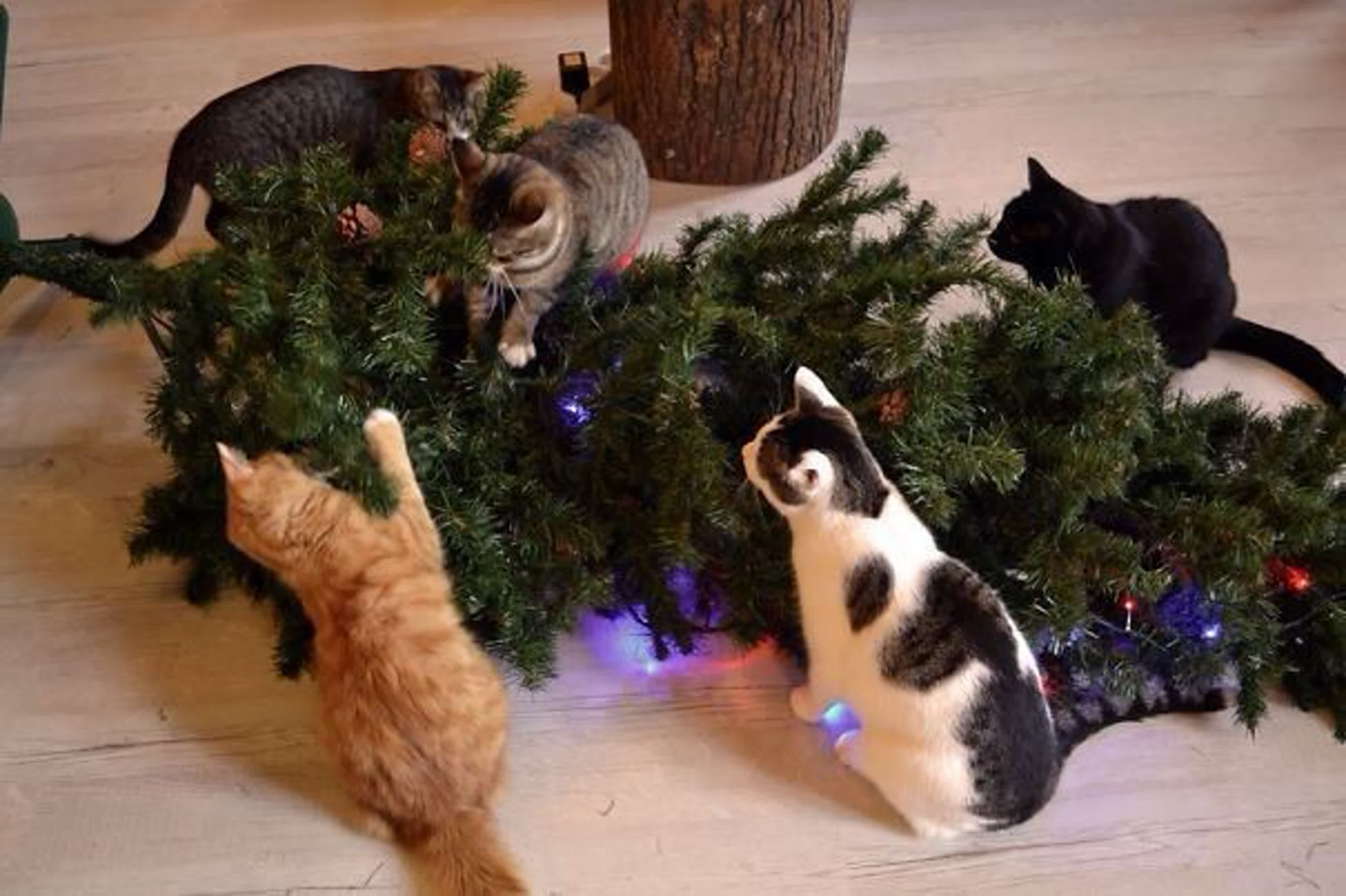 Елка остановиться. Коты и елки. Кот и елка. Кот уронил елку. Кошка и елка.