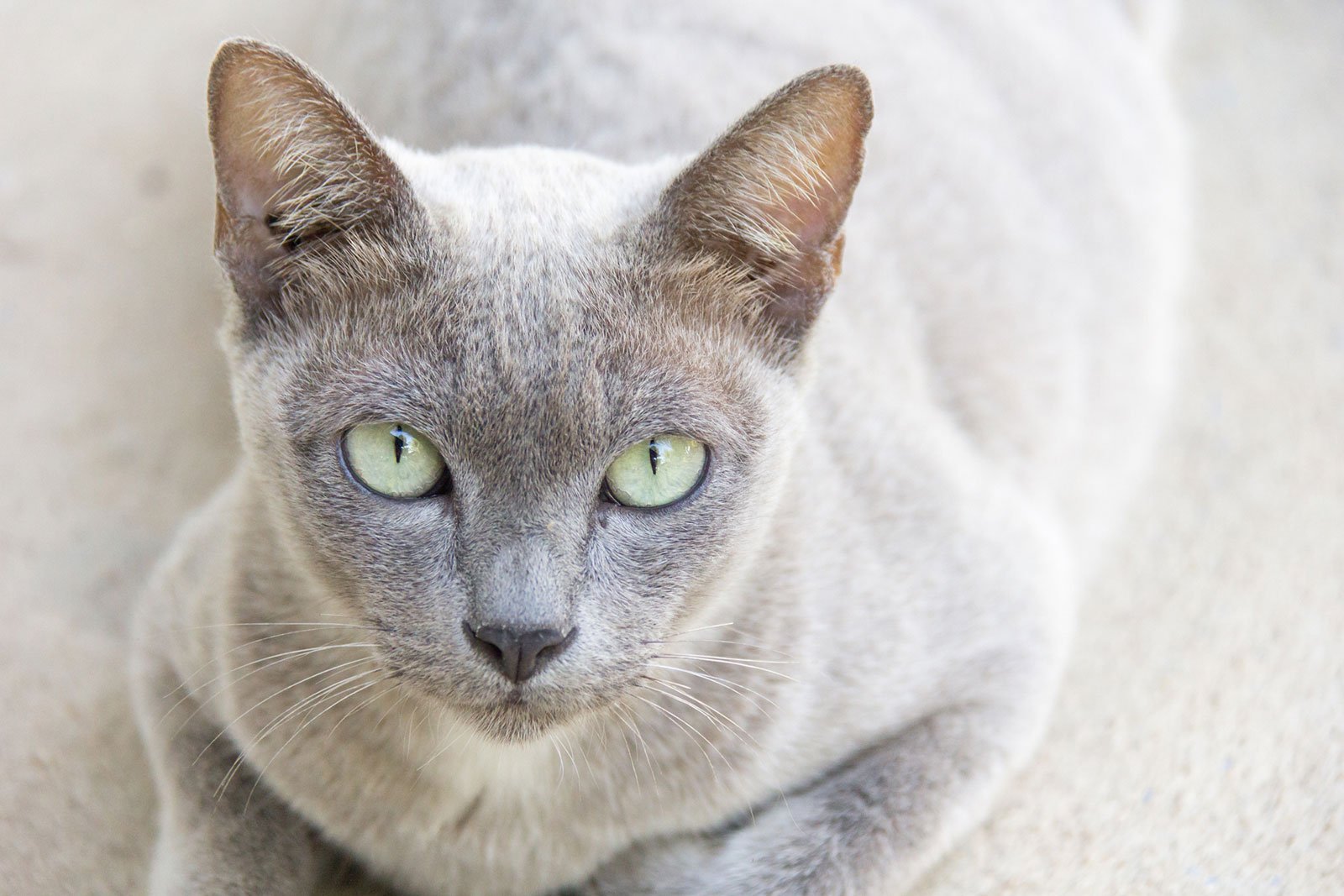 Серая сиамская кошка. Тайский табби Пойнт. Тайская кошка табби Пойнт. Сиамский табби Пойнт. Тайская кошка голубой Пойнт.
