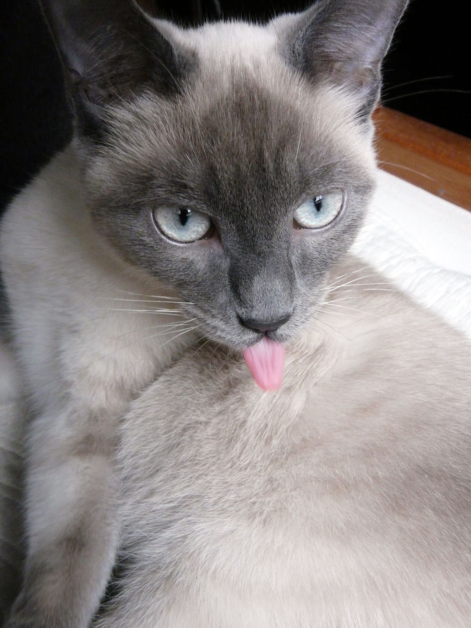 Серая сиамская кошка. Тонкинез Блу. Сиамский кот. Тайский тонкинез кошка. Тонкинез серый.