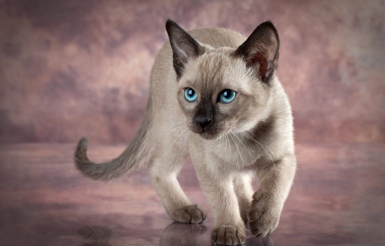 Серая сиамская кошка. Королевский сиамский кот. Сиамская кошка серая. Сиамская кошка серая с голубыми глазами. Картинки сиамских котят.